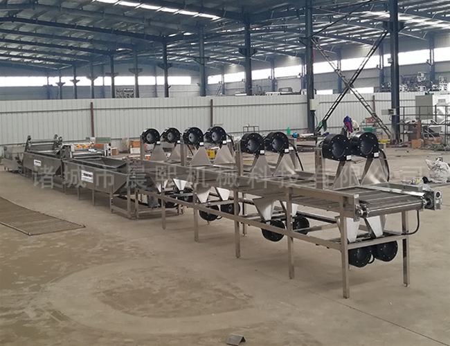 全自動苦菜清洗機(jī)效果